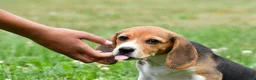 Beagle dogs for sale: Polly - Ad 5