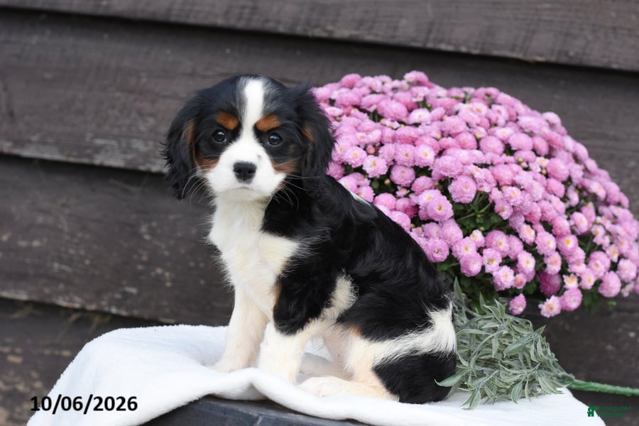 Cavalier King Charles Spaniel dogs Pumpkin - Ad 2