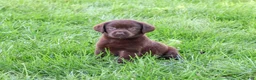 Labrador Retriever dogs for sale: Marie - Ad 4
