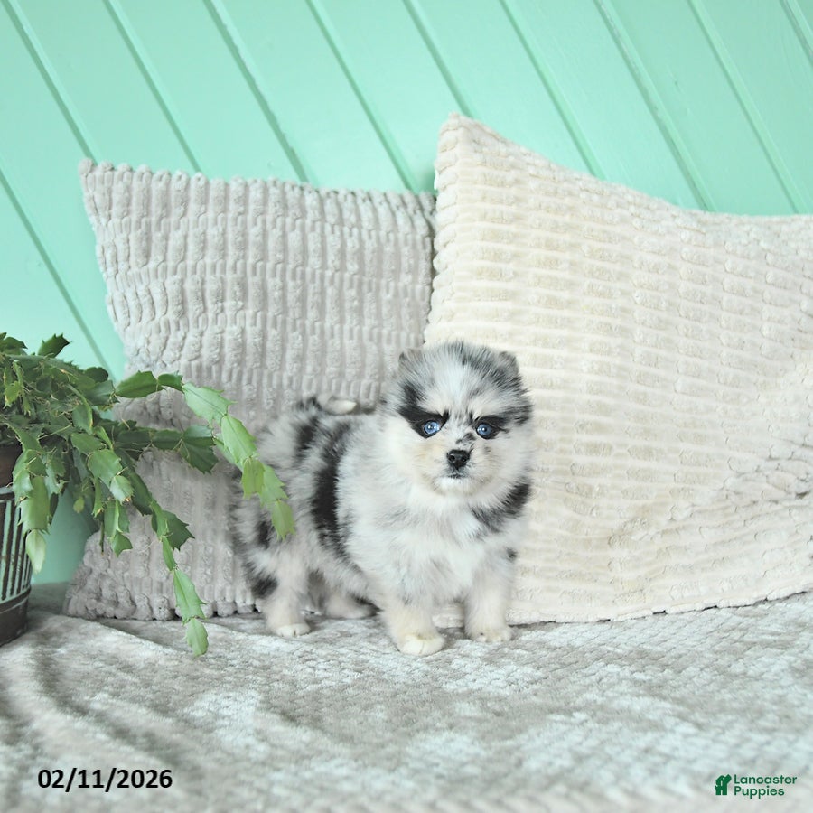 Pomsky dogs Lacy - Ad 34