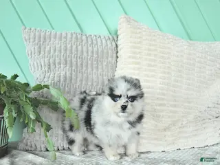 Pomsky dogs Lacy - Ad 34