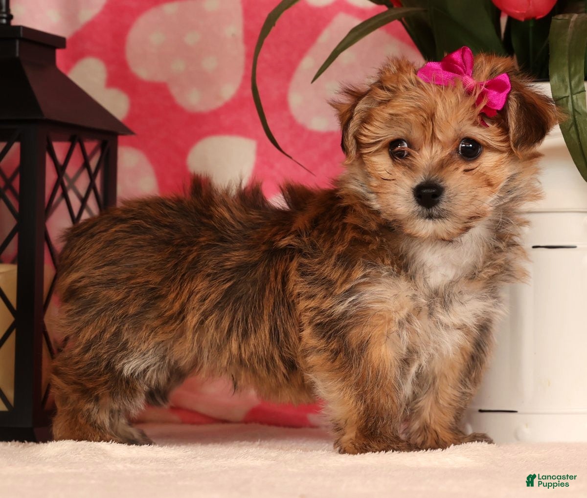 Yochon dogs Taylor - Ad 13