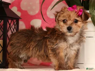 Yochon dogs Taylor - Ad 13