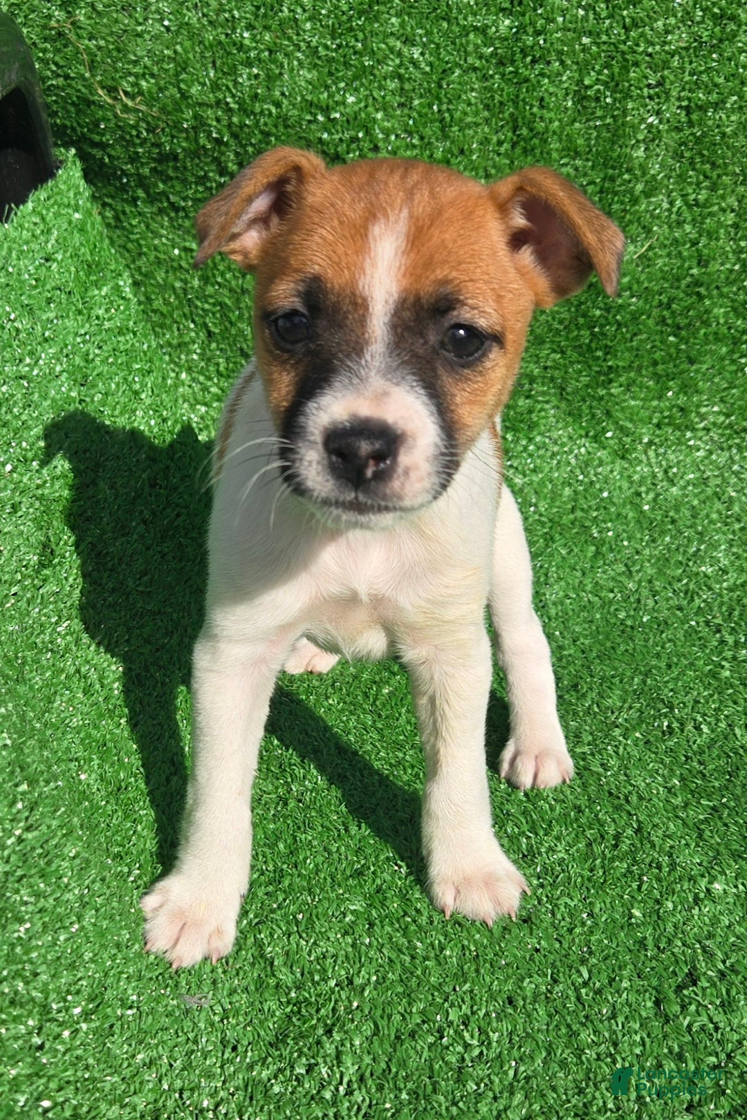 Jack Russell Terrier dogs for sale: Jack Russell Terrier Puppy 2 - Ad 4