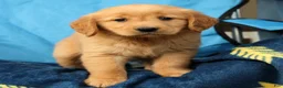 Golden Retriever dogs for sale: Daisy - Ad 6