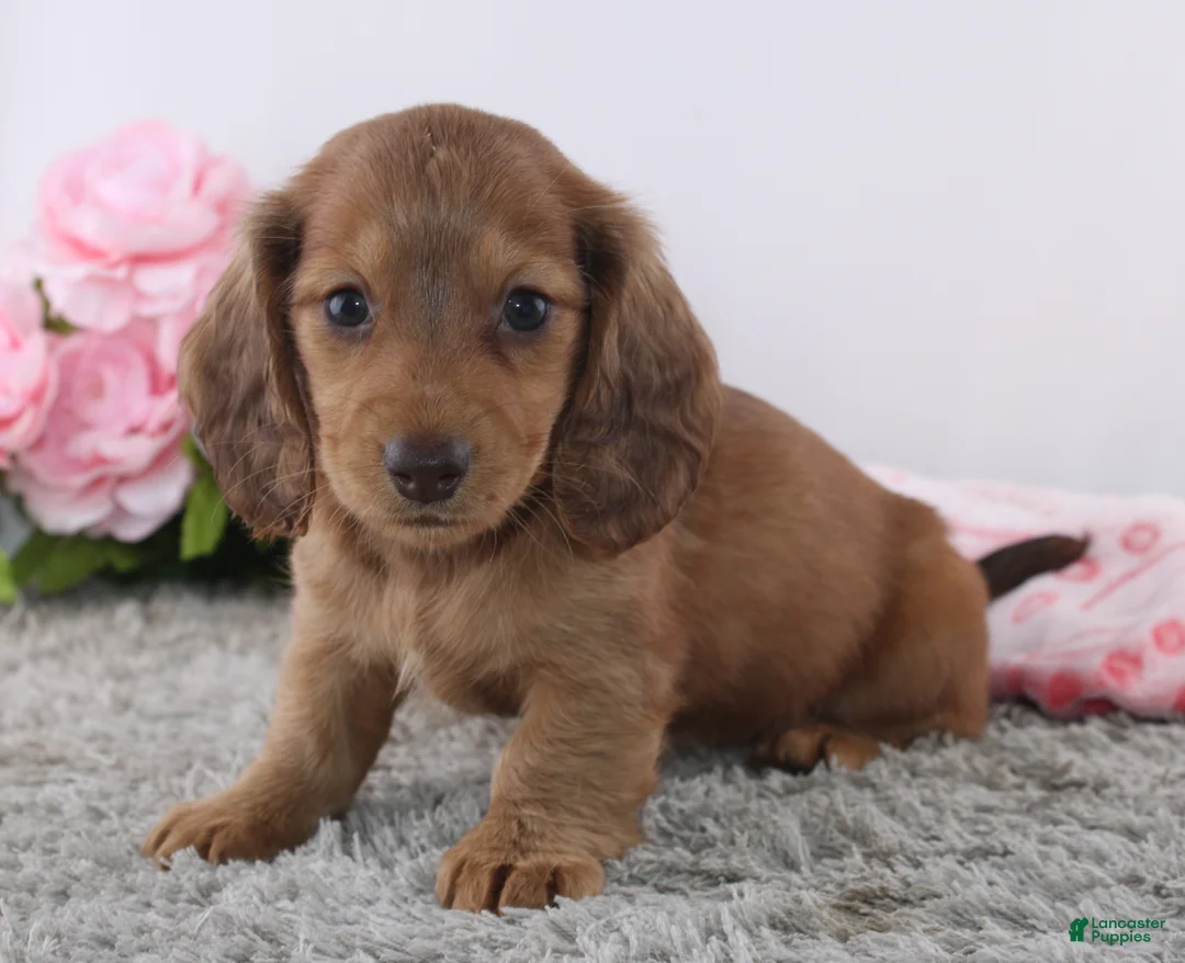 Miniature Dachshund dogs for sale: Olina - Ad 2