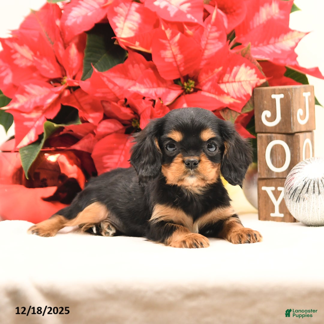 Cavalier King Charles Spaniel dogs for sale: Jingle  - Ad 4