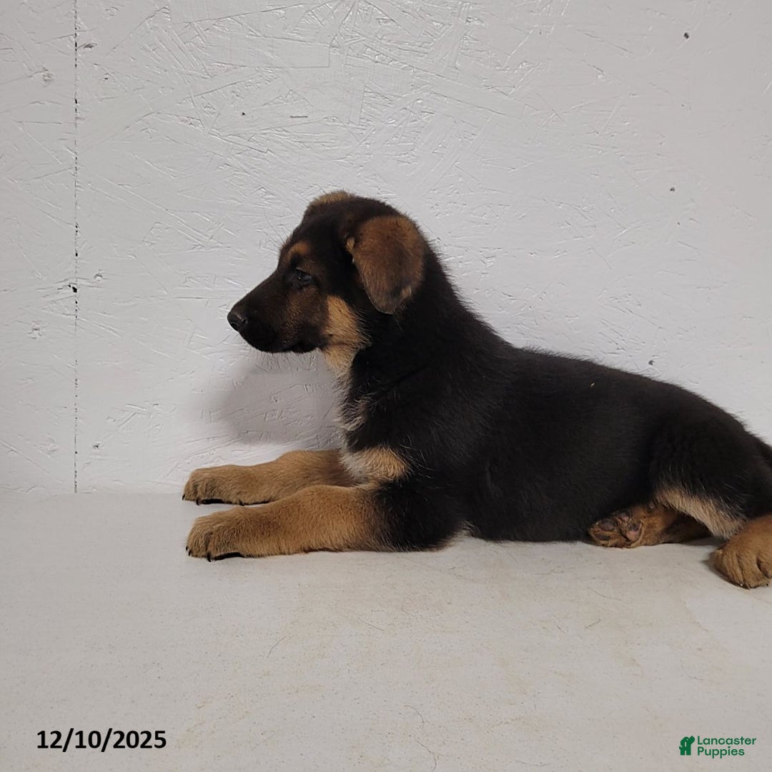 German Shepherd dogs for sale: Barney - Ad 8