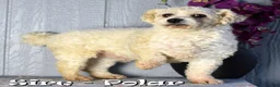 Bichpoo dogs for sale: Candy - Ad 11