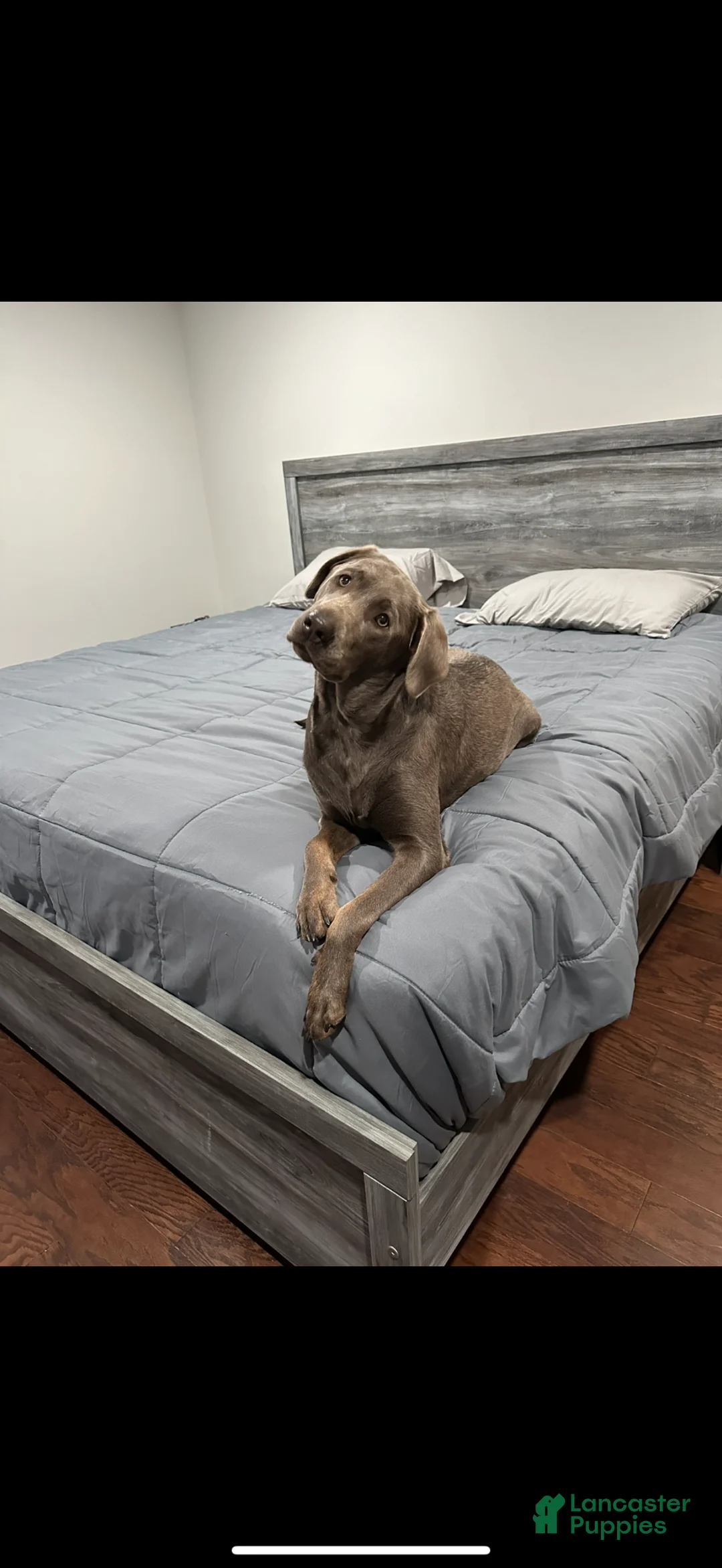 Labrador Retriever dogs for sale: Whitney  - Ad 2