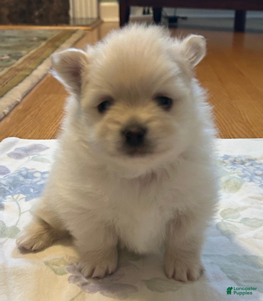 Pomeranian dogs for sale: Pomeranian Puppy 3 - Ad 2