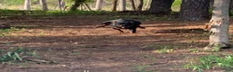 Rottweiler dogs for sale: Purple Female - Ad 12