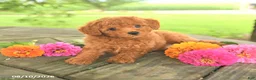 Toy Poodle dogs for sale: Rocky - Ad 3