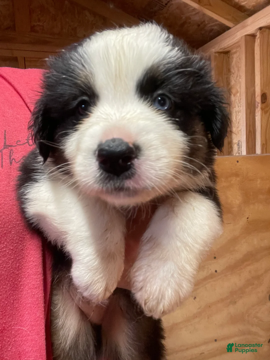 Australian Shepherd dogs for sale: Australian Shepherd 2 - Ad 1