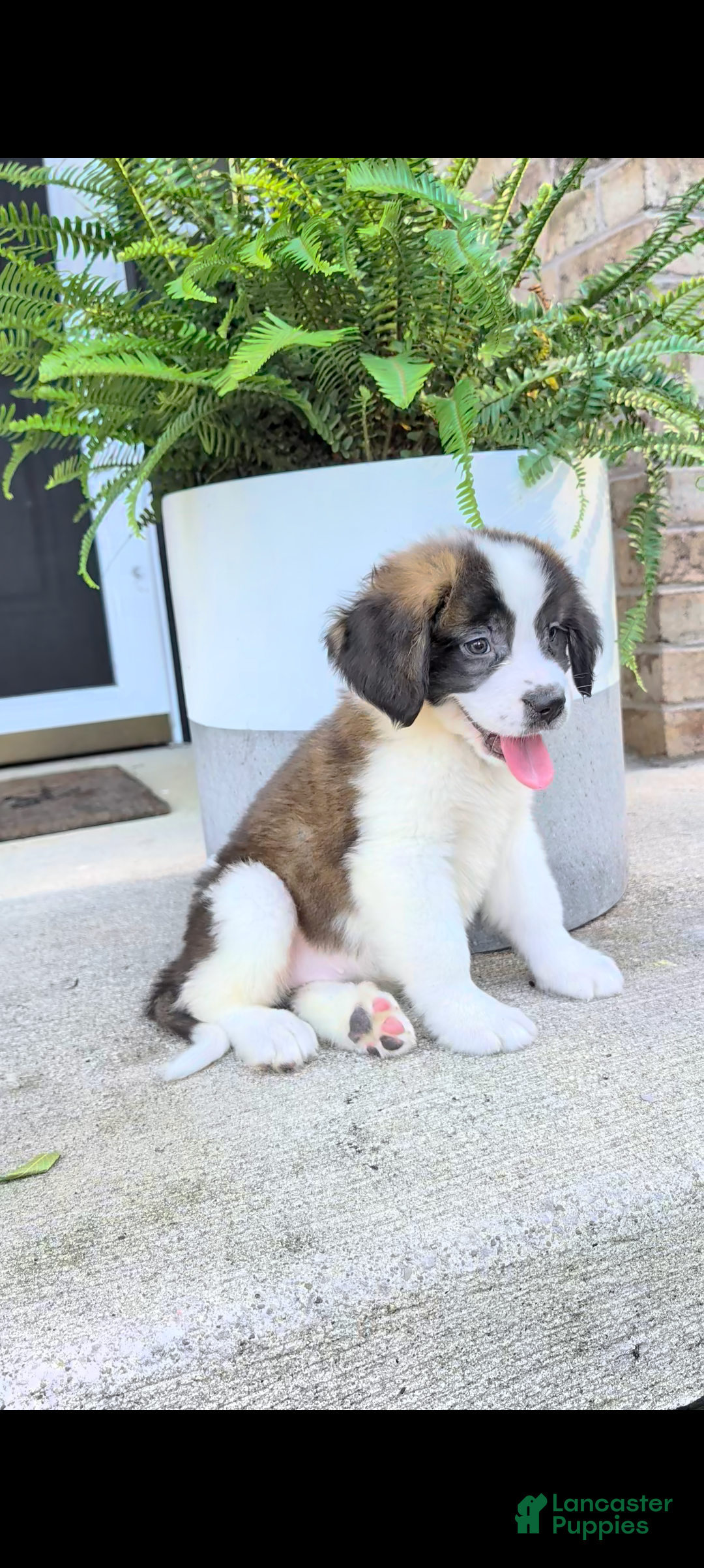 Saint Bernard dogs Tammy  - Ad 1