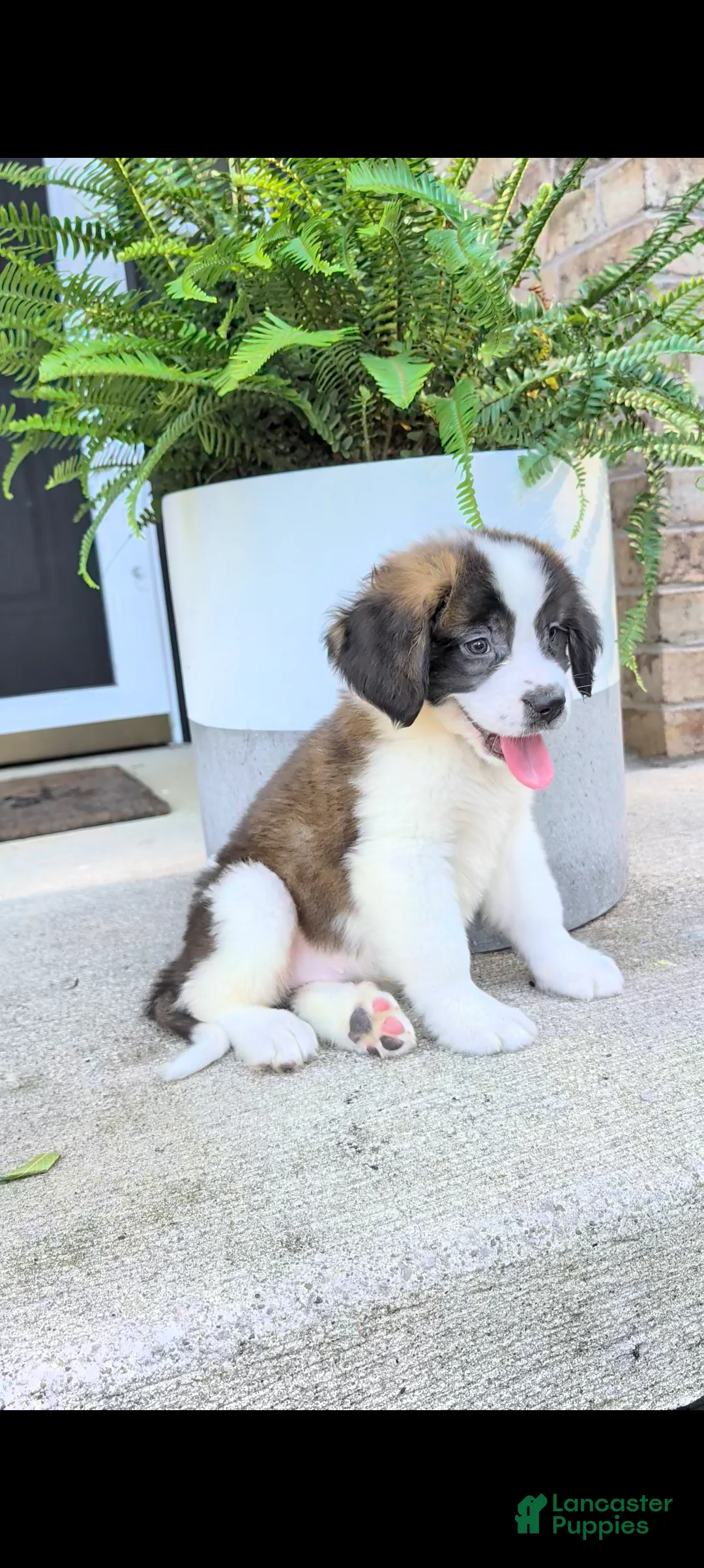 Saint Bernard dogs for sale: Tammy  - Ad 1