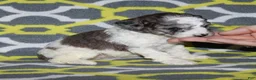 Miniature Poodle dogs for sale: Reserved Harlee’s black merle parti female - Ad 2