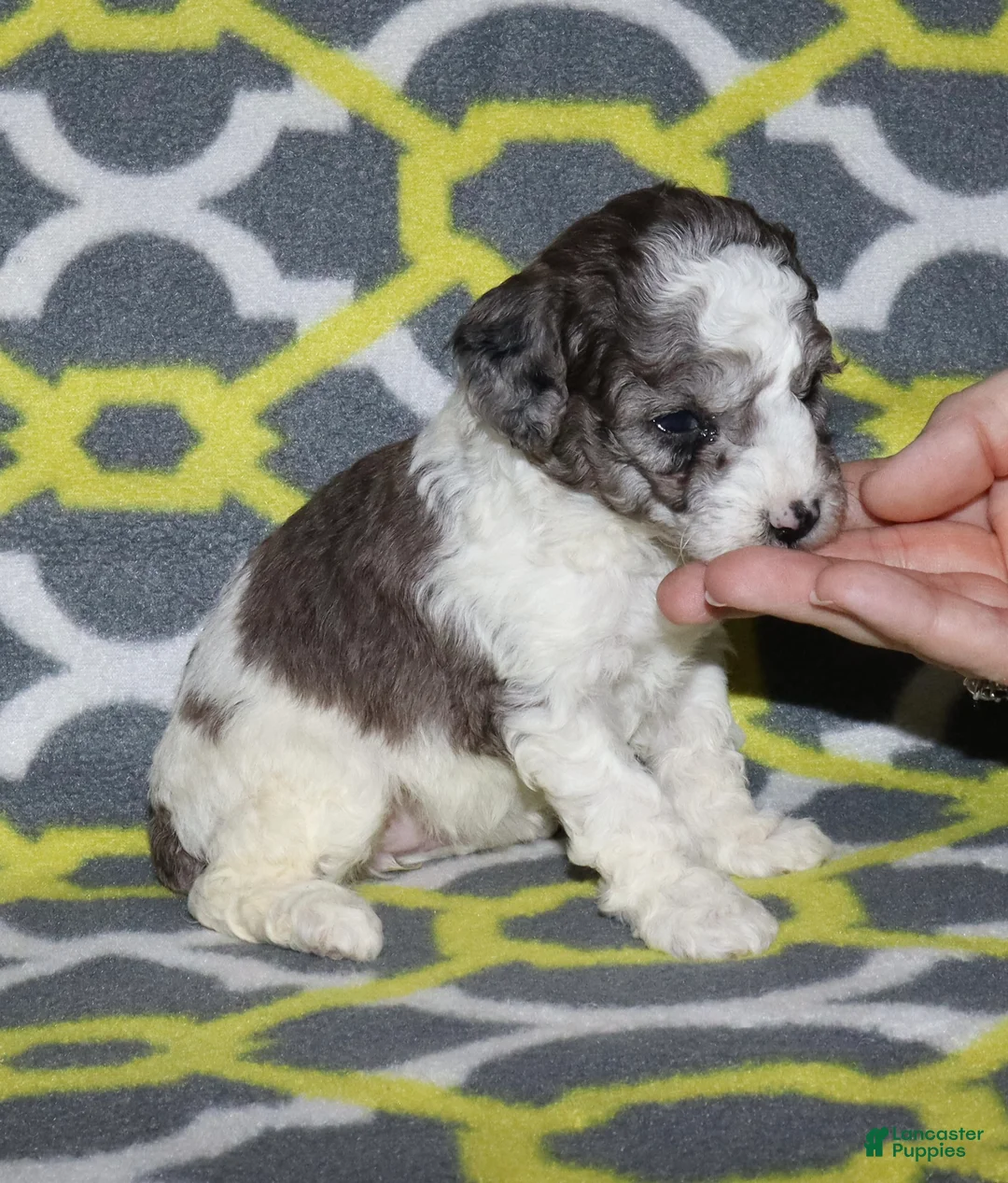 Miniature Poodle dogs for sale: Reserved Harlee’s black merle parti female - Ad 2
