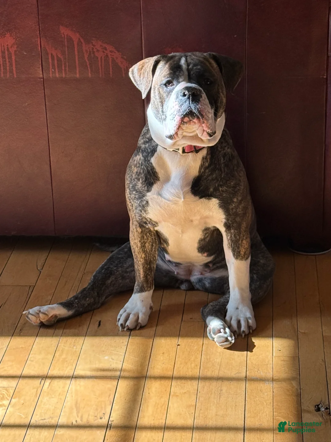 Alapaha Blue Blood Bulldog dogs for sale: Alapaha Blue Blood Bulldog litter of 8 puppies - Ad 2