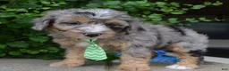 Mini Aussiedoodle dogs for sale: Mini Asher - Ad 3