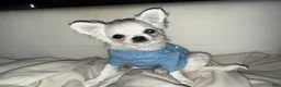 Chihuahua dogs for sale:  Puppy 2 - Ad 4