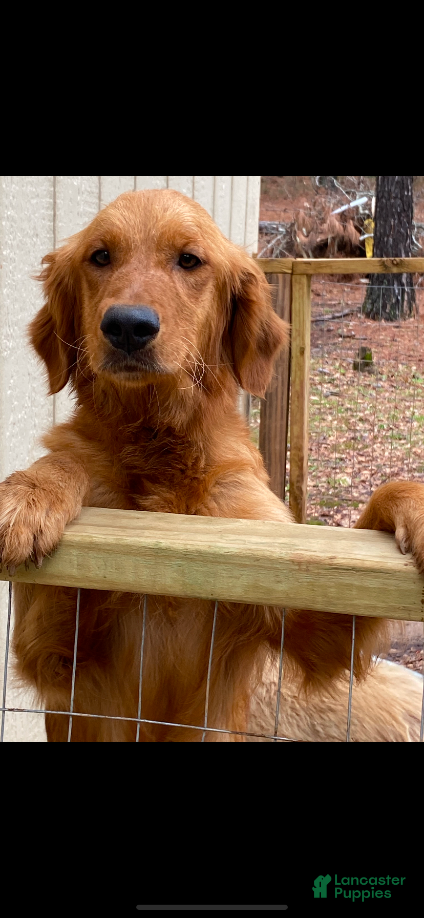 Golden Retriever dogs Golden Retriever yellow girl - Ad 2