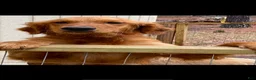 Golden Retriever dogs for sale: Golden Retriever pink girl - Ad 2