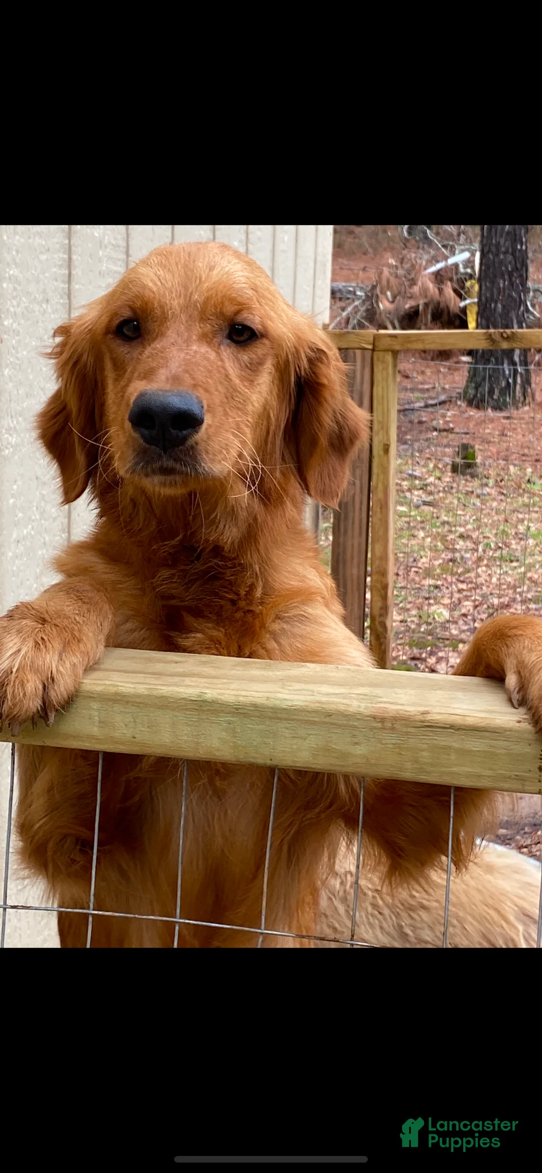 Golden Retriever dogs for sale: Golden Retriever pink girl - Ad 2