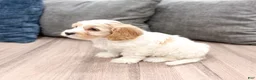 Cavachon dogs for sale: Thor - Ad 5
