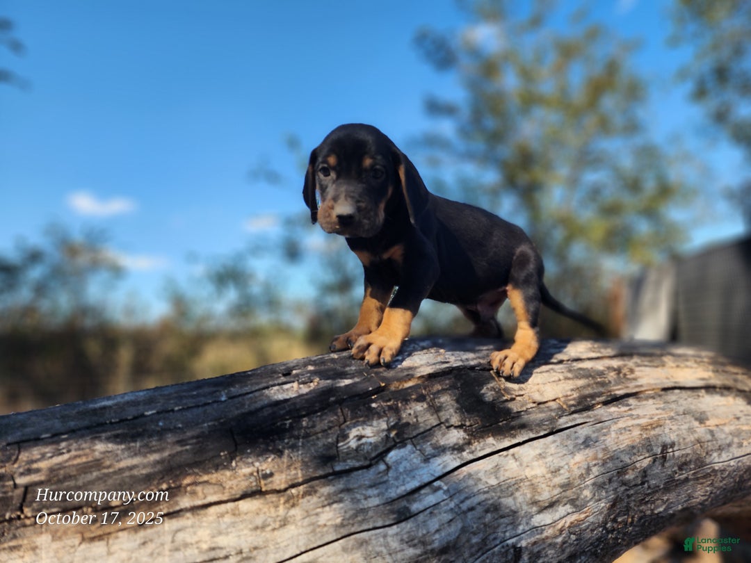 Mixed Breed dogs for sale: Fall 2025 Bloodahoula Male 4 - Ad 7