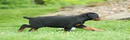 Doberman Pinscher dogs for sale:  Diesel (Black Rust)🐶🤎✨ - Ad 11
