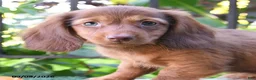 Miniature Dachshund dogs for sale: Beans - Ad 4