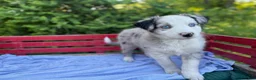 Australian Shepherd dogs for sale: Kipper - Ad 4