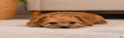 Morkie dogs for sale: Morkie 2 - Ad 5