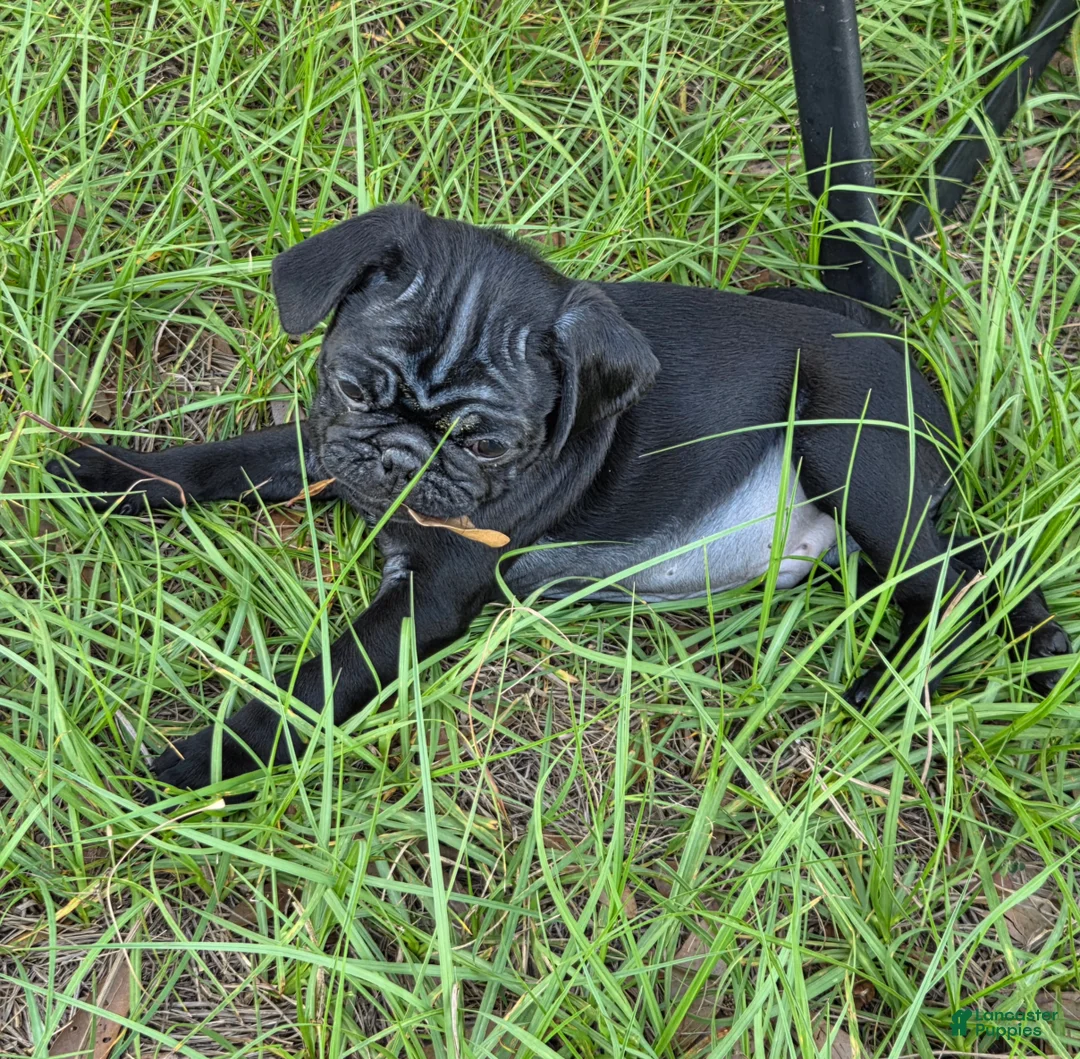 Pug dogs for sale: Maverick  - Ad 2