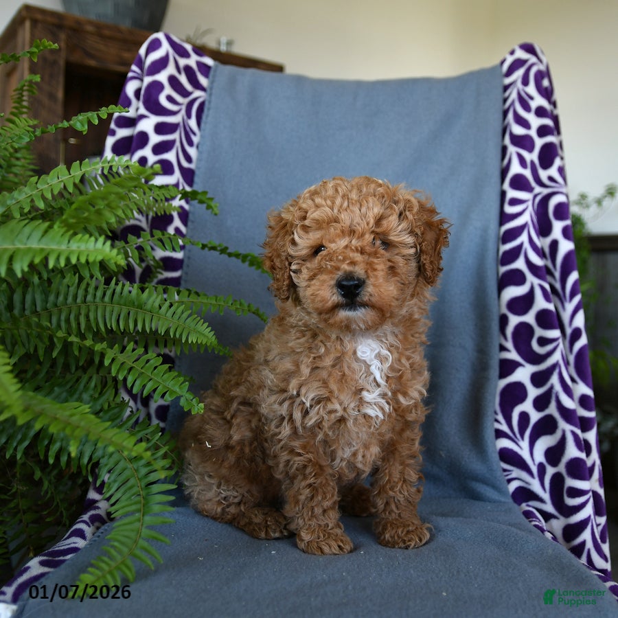 Miniature Poodle dogs Bouncer - Ad 1