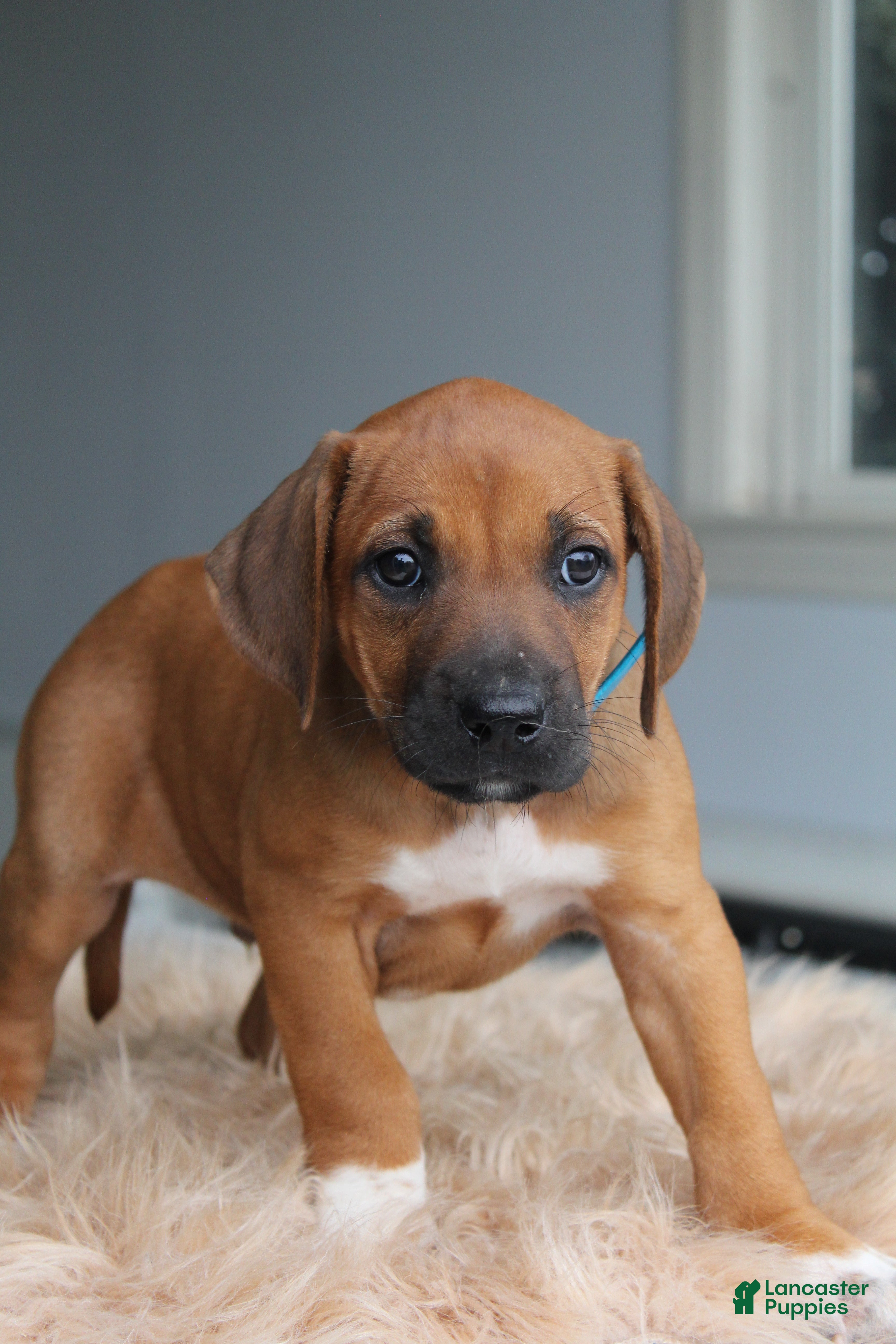 Rhodesian Ridgeback dogs Leo - Ad 1