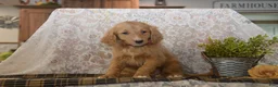 Goldendoodle dogs for sale: Shelby - Ad 3