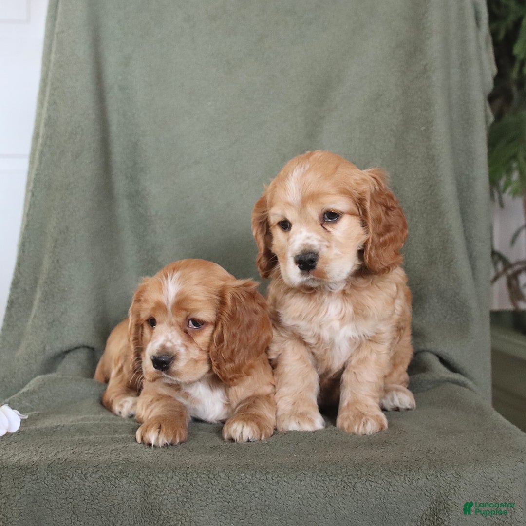 Cocker Spaniel dogs for sale: Hoyt - Ad 2