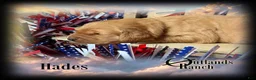 Golden Retriever dogs for sale: Hades~Black Collar - Ad 1