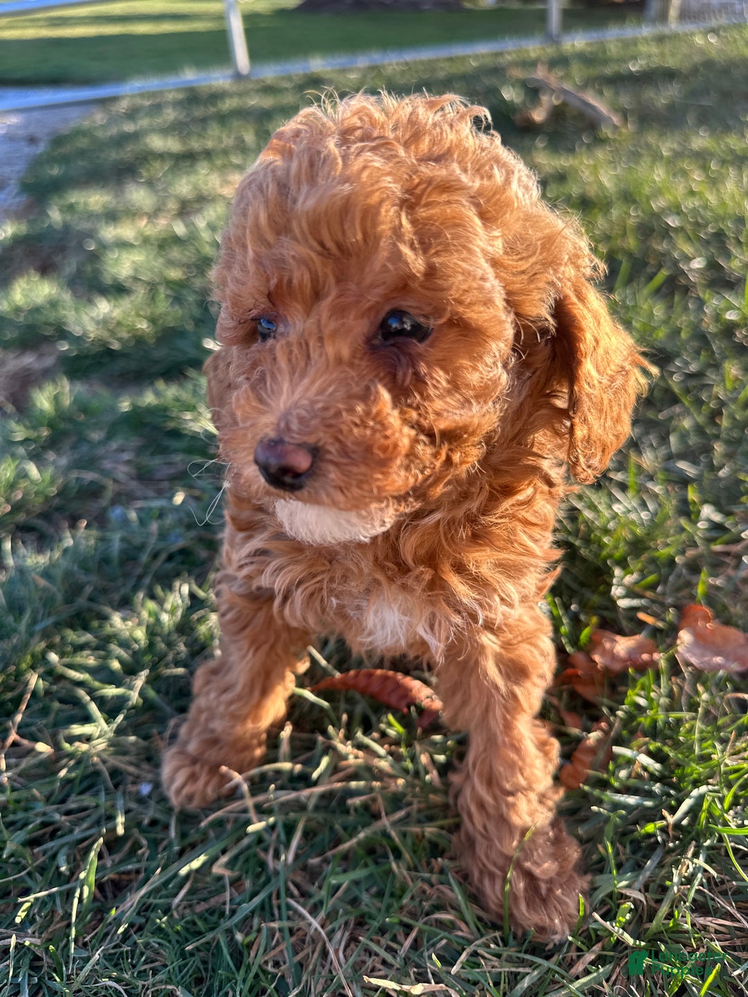 Toy Poodle dogs for sale: Blake - Ad 3
