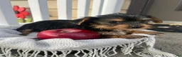 Yorkshire Terrier dogs for sale: Mason - Ad 3
