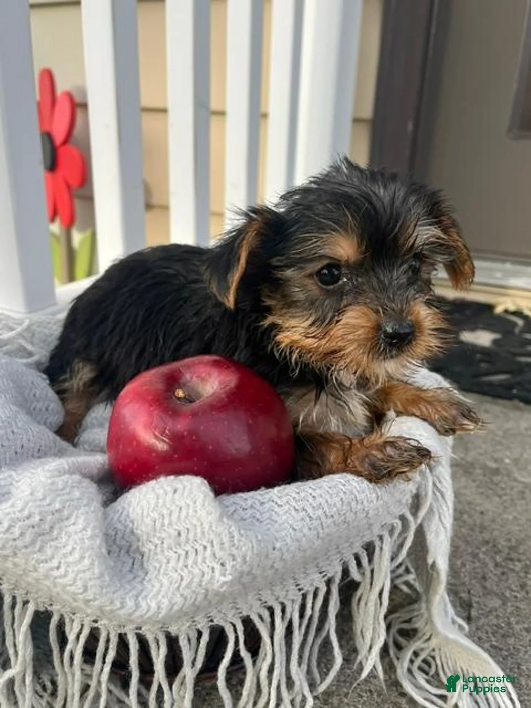 Yorkshire Terrier dogs for sale: Mason - Ad 3