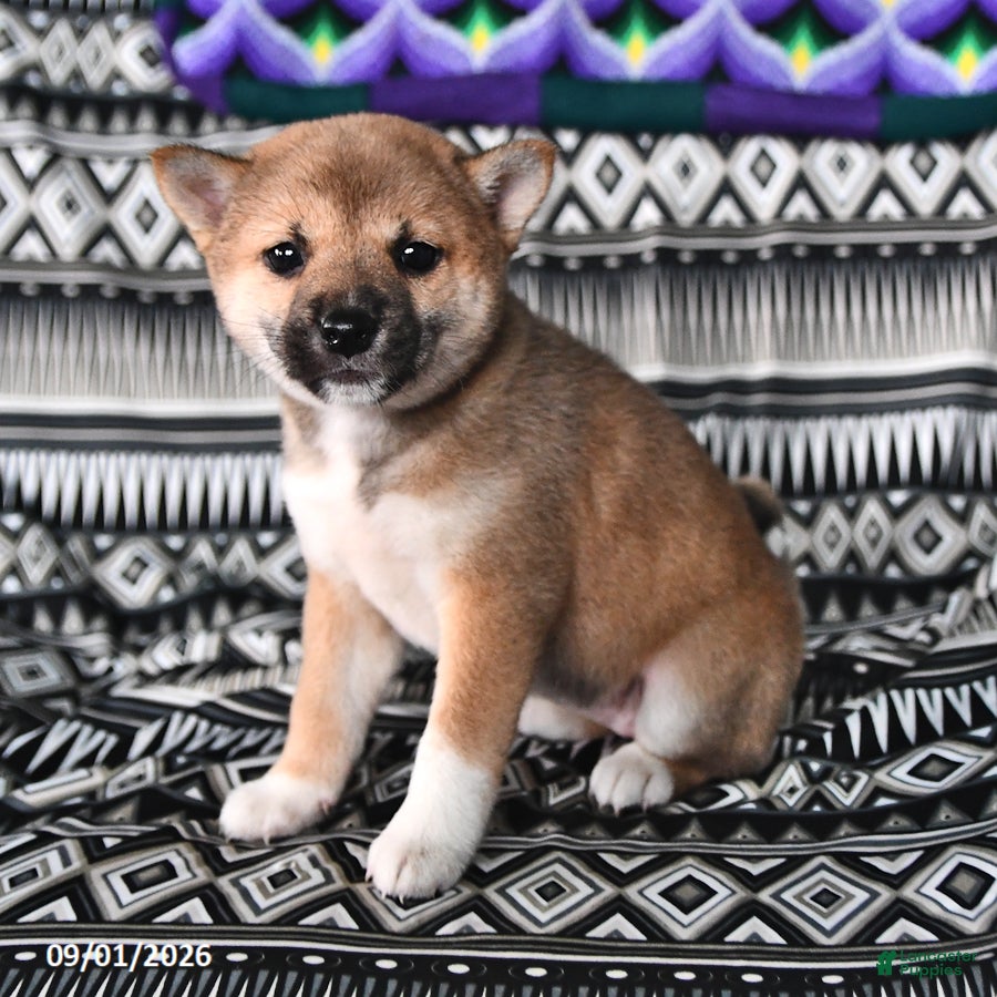 Shiba Inu dogs Kristina - Ad 2