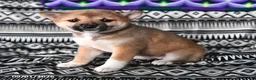 Shiba Inu dogs for sale: Kristina - Ad 2