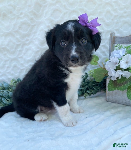 Border Collie dogs Patsy - Ad 2