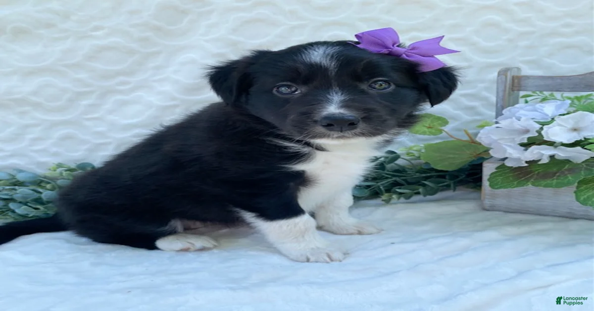 border-collie-puppies-for-sale-lancaster-puppies