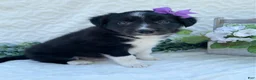 Border Collie dogs for sale: Patsy - Ad 2