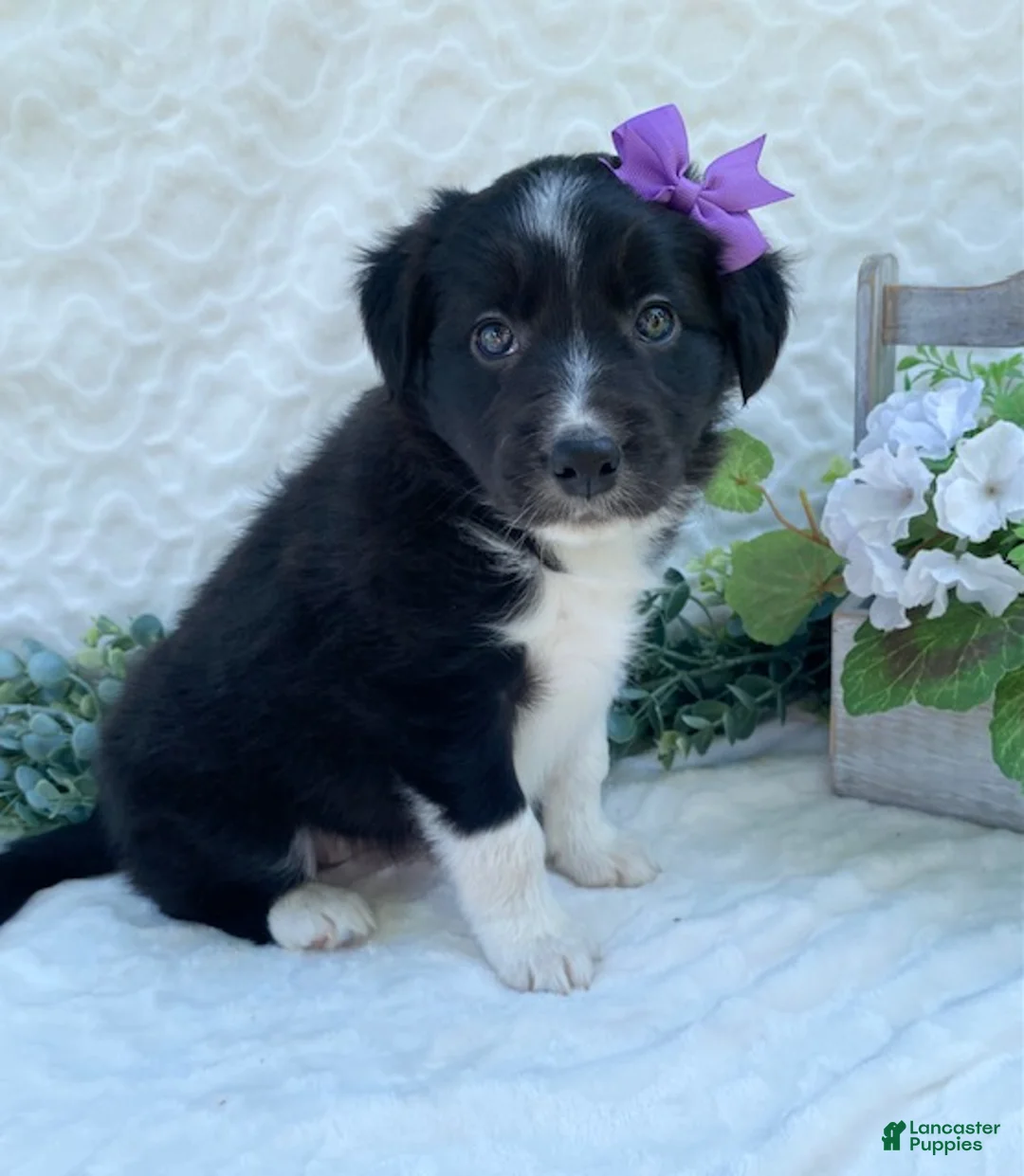 Border Collie dogs for sale: Patsy - Ad 2