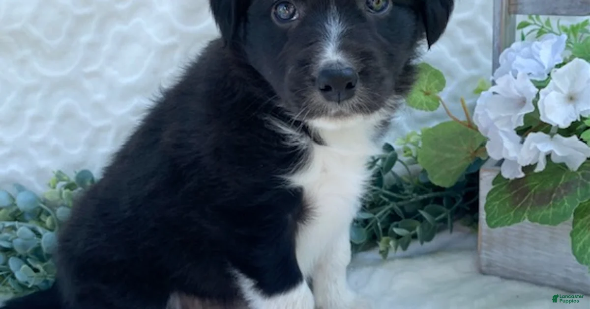 Border Collie Puppies For Sale Lancaster Puppies border-collie-puppies-for-sale-lancaster-puppies